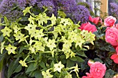 ANNUAL MIX NICOTIANA, BEGONIA, TRACHELIUM