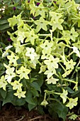 NICOTIANA HAVANA LIME