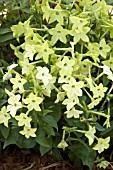 NICOTIANA HAVANA LIME