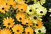 OSTEOSPERMUM CRESCENDO MIX