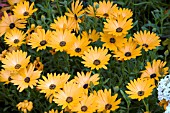 OSTEOSPERMUM CRESCENDO ORANGE