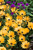 OSTEOSPERMUM CRESCENDO ORANGE