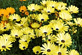 OSTEOSPERMUM CRESCENDO YELLOW