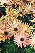 OSTEOSPERMUM ORANGE TERRA COTTA