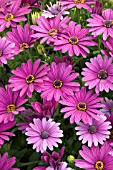 OSTEOSPERMUM WILDSIDE