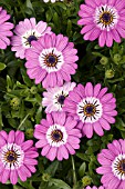 OSTEOSPERMUM SUNSCAPE DAISY PURPLE BICOLOR