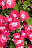 PELARGONIUM DOMESTICA SURFIN RED