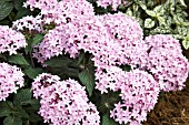 PENTAS LANCEOLATA BAHAMAS LAVENDER