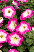 PETUNIA MERLIN PINK MORN