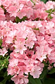 PHLOX DRUMMONDII DIAMOND PINK