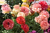 RANUNCULUS VICTORIA MIX