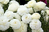 RANUNCULUS BLOOMINGDALE WHITE