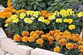 TAGETES PATULA MIX