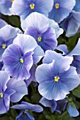 VIOLA WITTROCKIANA CRYSTAL BOWL SUPREME SKY BLUE