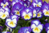 VIOLA WITTROCKIANA ULTIMA RADIANCE DEEP BLUE