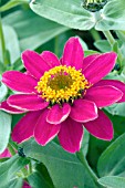 ZINNIA HYDRIDA PROFUSION PINK