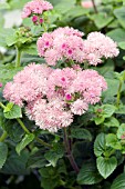 AGERATUM HOUSTONIANUM ISLAND MIST ROSE