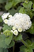 AGERATUM HOUSTONIANUM ISLAND MIST WHITE