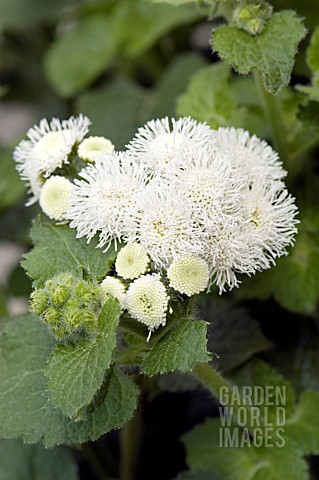 AGERATUM_HOUSTONIANUM_ISLAND_MIST_WHITE