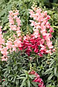 ANTIRRHINUM MAJUS MIX