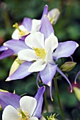 AQUILEGIA ORIGAMI BLUE WHITE