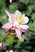 AQUILEGIA ORIGAMI PINK WHITE