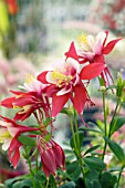 AQUILEGIA ORIGAMI RED WHITE