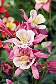 AQUILEGIA ORIGAMI ROSE WHITE