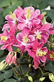 AQUILEGIA WINKY ROSE