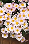 ARGYRANTHEMUM COMET PINK