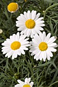 ARGYRANTHEMUM SASSY WHITE