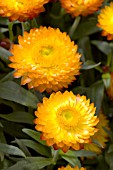 BRACTEANTHA BRACTEATA WALLABY ORANGE BLAZE