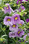 CALIBRACHOA HYBRID CATS EYE BLUE