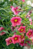 CALIBRACHOA HYBRID CATS EYE ROSE