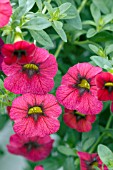 CALIBRACHOA HYBRID COLORBURST CARMINE