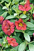 CALIBRACHOA HYBRID COLORBURST CHOCOLATE