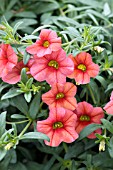 CALIBRACHOA HYBRID COLORBURST MELON