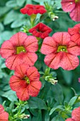 CALIBRACHOA HYBRID COLORBURST PRO RED