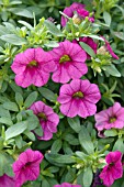 CALIBRACHOA HYBRID COLORBURST PRO ROSE