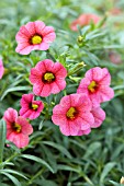 CALIBRACHOA HYBRID COLORBURST STRAWBERRY