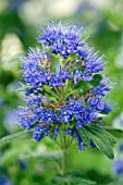 CARYOPTERIS X CLANDONENSIS GRAND BLEU