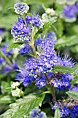 CARYOPTERIS X CLANDONENSIS GRAND BLEU