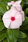 CATHARANTHUS ROSEUS NIRVANA APRICOT