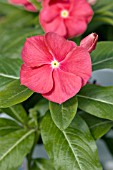 CATHARANTHUS ROSEUS NIRVANA RED