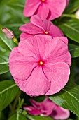 CATHARANTHUS ROSEUS NIRVANA ROSE