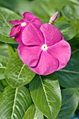 CATHARANTHUS ROSEUS NIRVANA VIOLET