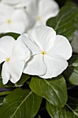 CATHARANTHUS ROSEUS NIRVANA WHITE