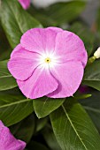 CATHARANTHUS ROSEUS NIRVANA LAVENDER WITH EYE