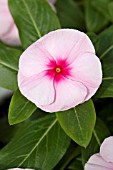 CATHARANTHUS ROSEUS NIRVANA PINK BLUSH