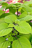 COLEUS BIG BLOND